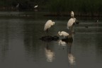 Casmerodius albus- airone bianco maggiore