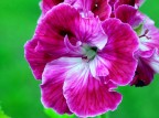 PELARGONIA PELARGONIA