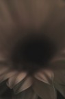 Senza Titolo Senza Titolo
