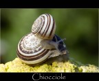 Chiocciole
