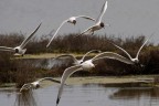 Saline di Comacchio 09