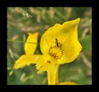 formi-fiore