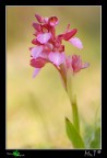 Orchis papilionacea