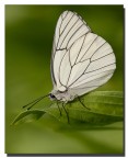 Pieride del biancospino Pieride del biancospino