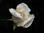 Rosa bianca, luminosa e fresca