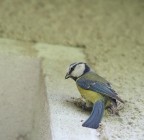 Cianciarella Cianciarella