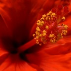 fiore d'ibisco fiore d'ibisco