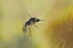 Volo Volo