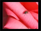 Mosca Mosca