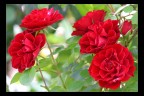 Rose Rose