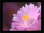 Fiore Lilla Fiore Lilla