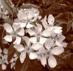 A white flower... A white flower...