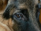 Sad eye.. Sad eye..