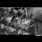 ::: MACROFARFALLA ::: ::: MACROFARFALLA :::