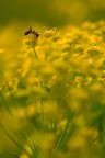 Tutto giallo