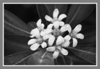 White flowers White flowers