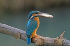 Con un pesce nel becco Con un pesce nel becco