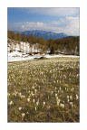 Vista Crocus Vista Crocus