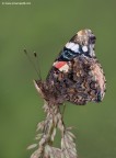Vanessa atlanta Vanessa atlanta
