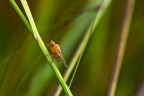 che mosca strana che mosca strana
