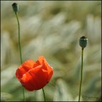 Papaveri e spighe Papaveri e spighe