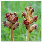 Orobanche. Orobanche.