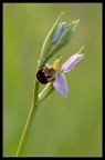 Ophrys Apifera Ophrys Apifera