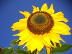 Sunflower Sunflower
