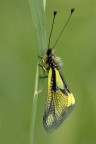 Libelloides Longicornis 1.o1 Libelloides Longicornis 1.o1