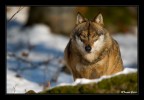 Lupo fuori stagione..2 Lupo fuori stagione..2