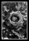 Black Rose Black Rose