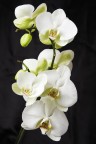 orchidea