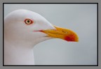 Seagull portrait Seagull portrait