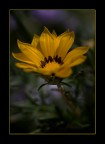 Giallo.. Giallo..