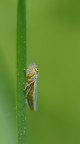 cicadella cicadella