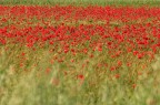 Papaveri a mezzogiorno Papaveri a mezzogiorno
