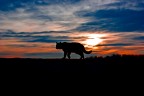 Gatto Gatto