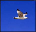 Gabbiano # 8 Gabbiano # 8