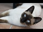 Micio