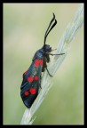 Zygaena Zygaena