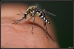 Zanzara tigre Zanzara tigre