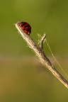 Coccinelloide Coccinelloide