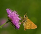Hesperiidae Hesperiidae