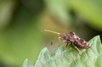 stessa cimice stessa cimice