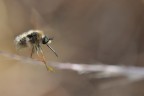 In Volo In Volo