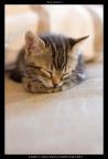 pallino #5 pallino #5
