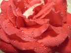 ROSA 2 ROSA 2