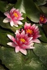 FLOWERs ON LAKE