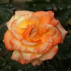 rosa screziata rosa screziata
