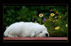 il sonno dei giusti il sonno dei giusti